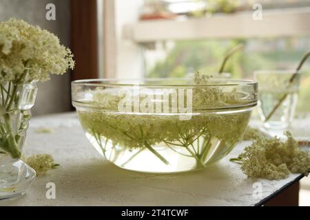 Elderberry flowers harvested in spring macerating in water - prepration of herbal syrup Stock Photo