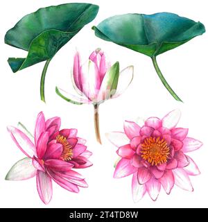 Water lilies. Hand drawn watercolor illustration of pink flowers and green leaves on white isolated background. Botanical painting Stock Photo