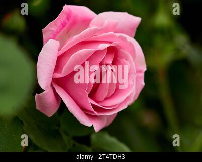 Blooming pink rose on a blurred background Stock Photo