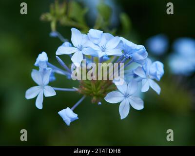 Plumbago auriculata, the Cape leadwort, blue plumbago or Cape plumbago, is a species of flowering plant in the family Plumbaginaceae, native to South Stock Photo