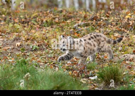 Cougar Kitten (Puma concolor) Walks Left Paw Up Intent Autumn - captive animal Stock Photo