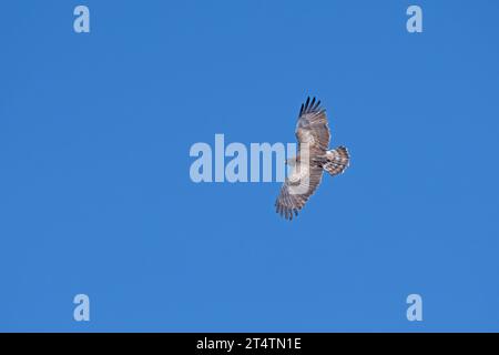 Short-toed Snake Eagle (Circaetus gallicus) flying in the sky. Stock Photo