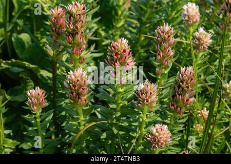 Redpod stonecrop (Rhodiola rhodantha), or Queen's crown, a type of sedum, grows near Lake Marie under Medicine Bow Mountain in Wyoming. Stock Photo