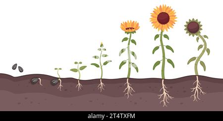 Plant seed germination process stages. Vector illustration Stock Vector ...