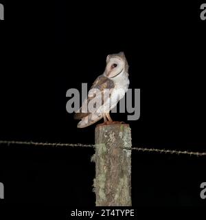 Barn Owl (Tyto alba) sitting on an old wooden fence post with lichen and barbed wire attached on a dark night. Stock Photo