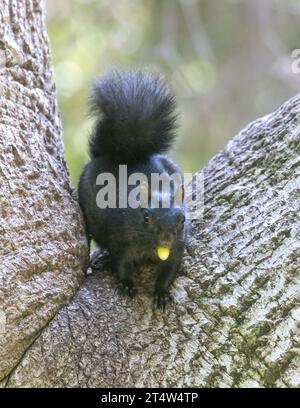 Black-morph Eastern Gray Squirrel with Oak Acorn. Cuesta Park, Santa Clara County, California, USA. Stock Photo