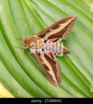 Macro of a bedstraw hawkmoth (hyles gallii / galium sphinx). Top view on a black background. Stock Photo