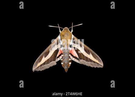 Macro of a bedstraw hawk-moth (hyles gallii). Top view with wings spread, on a black background. Stock Photo