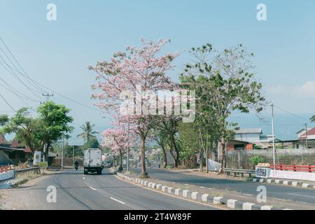 Pink poui flower or rosy trumpet tree (Tabebuia rosea) blooming on the street of Salatiga, Indonesia. Stock Photo