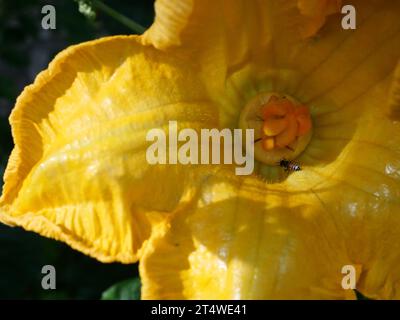 Red dwarf Honey bee pollination in pumpkin blossom, Insect seeking nectar in yellow and orange color flower Stock Photo