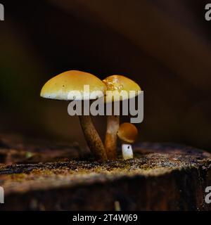 Two small mushrooms of different colors, sitting on top of a decomposing tree stump in a serene forest setting Stock Photo
