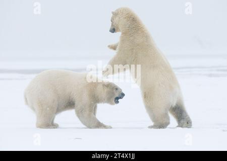 polar bears Ursus maritimus pair of young bears play with one another along Bernard Spit during fall freeze up 1002  ANWR Beaufort sea Alaska Stock Photo