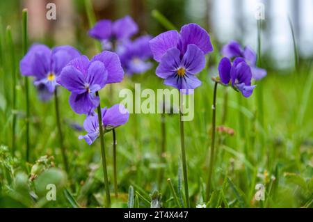 Closeup of wild violets in the garden Stock Photo