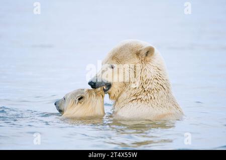 polar bears Ursus maritimus young sow plays with a spring cub pulling its ear in the water along the coast in autumn  1002  ANWR  Alaska Stock Photo