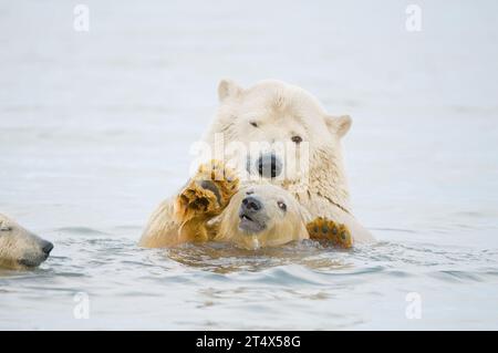 polar bears Ursus maritimus young sow plays with a spring cub pulling its ear in the water along the coast in autumn  1002  ANWR  Alaska Stock Photo