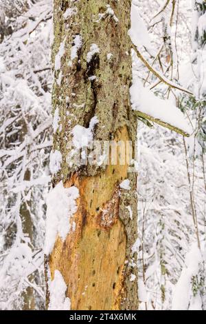 Tree snag trunk with marks after birds in winter forest Stock Photo