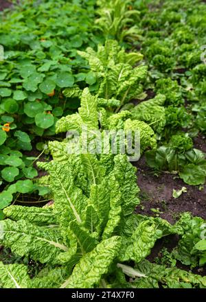 Green leaves of beets planted growing in ecological vegetable garden. Countryside farm concept. (Beta vulgaris) Stock Photo
