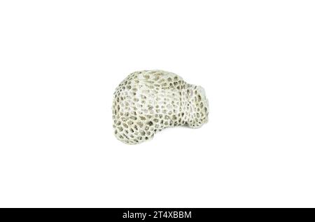 white coral fossil on a white background Stock Photo