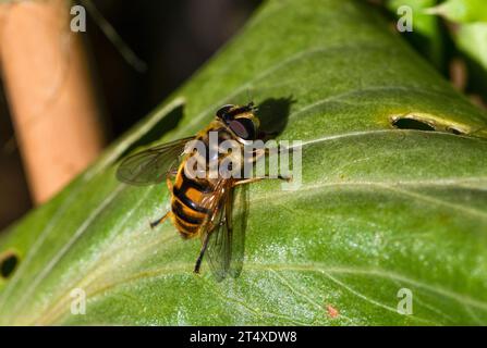 Batman Hoverfly on leaf Stock Photo