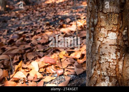 Tree trunk with dry bark on dry leaves background Stock Photo