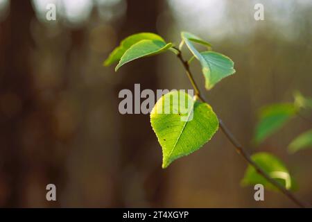 Green leaves on a branch in the forest against trees. Stock Photo