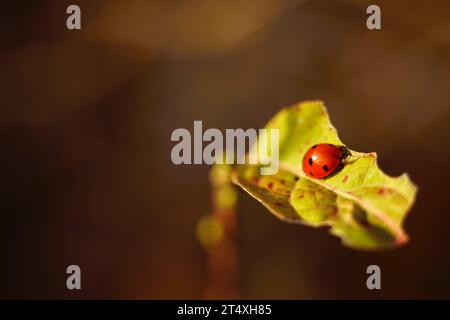Ladybug sitting on a torn leaf, close-up. Stock Photo
