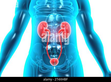 Human body with kidneys. 3d illustration Stock Photo