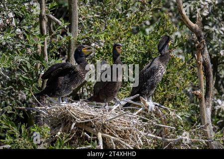 A group of young great cormorants resting in the nest, sunny day in summer in northern France Stock Photo