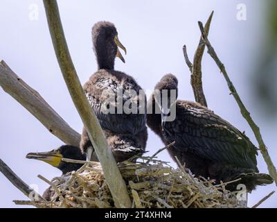 A group of young great cormorants resting in the nest, sunny day in summer in northern France Stock Photo