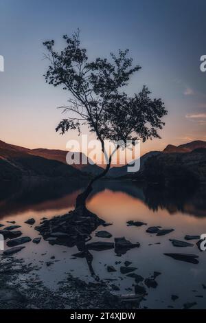 Lonely tree, Llanberis, Wales, UK Stock Photo