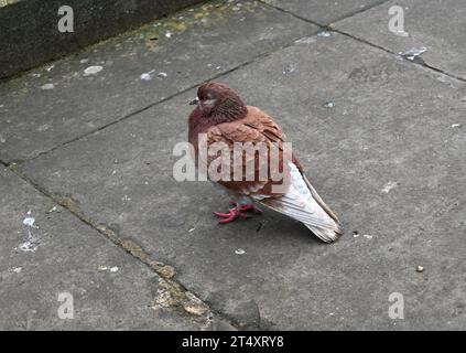 brown and white pigeon Stock Photo