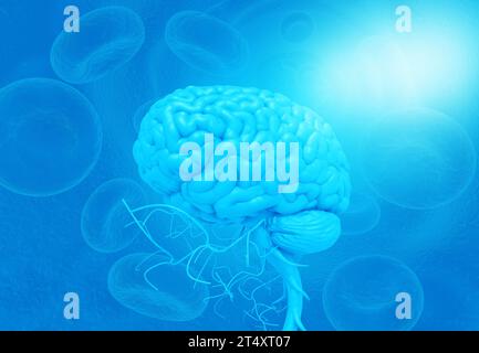 Human brain anatomy. 3d render Stock Photo