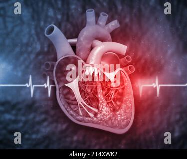 Human heart anatomy on medical background. 3d illustration Stock Photo