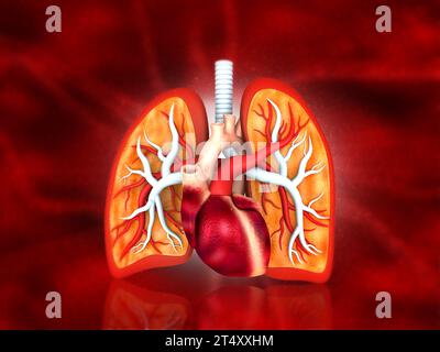 Anatomy of human respiratory system. Medical science background. 3d illustration Stock Photo