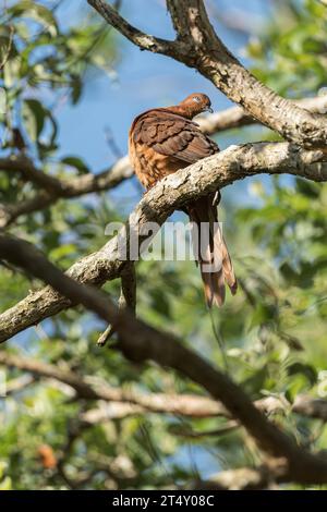 A single, male, Brown Cuckoo-Dove stops to begin preening its plumage while perched on a rainforest tree limb at Hasties Swamp, Atherton, Australia. Stock Photo