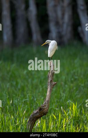 Intermediate Egret is perched on a tree stump in a reedy shallow pond at daybreak waiting to begin morning feeding time. Stock Photo