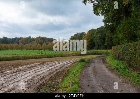 Harvested agriculture field and dirty walking path at the Pajottenland, Lennik, Belgium Stock Photo