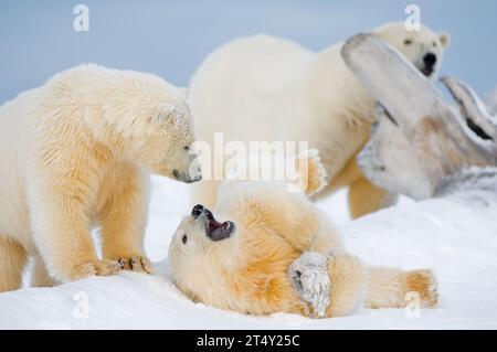 polar bears Ursus maritimus pair of spring cubs play with one another as their mother scavenges a bowhead whale, Balaena mysticetus, carcass, AK Stock Photo