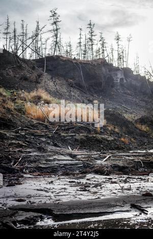 Duwanni Jar, bank of the Kolyma, the bank breaks off due to thawing permafrost, trees sink, drunken trees, Yakutia, Russia Stock Photo