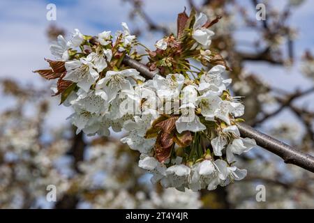 Obstblüte im Alten Land Stock Photo