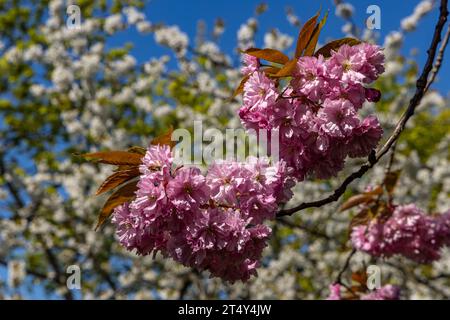 Obstblüte im Alten Land Stock Photo