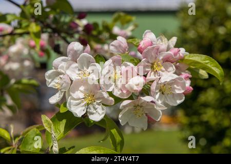 Obstblüte im alten Land Stock Photo