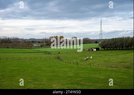 Cows grazing at the green hills of the Vogelzang nature reserve Neerpede, Anderlecht, belgium Stock Photo