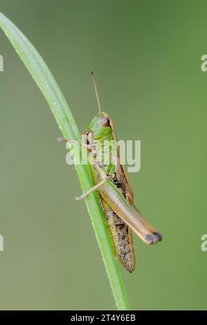 Common grasshopper (Pseudochorthippus parallelus), female, North Rhine-Westphalia, Germany Stock Photo