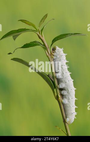 Ailanthus silkmoth (Samia cynthia) or ailanthus moth, caterpillar Stock Photo