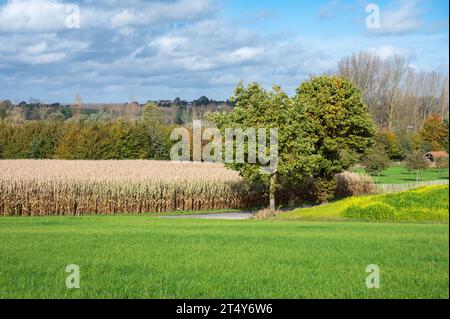 Green and golden corn fields at the Flemish countryside around Gooik, Flemish Brabant, Belgium Stock Photo