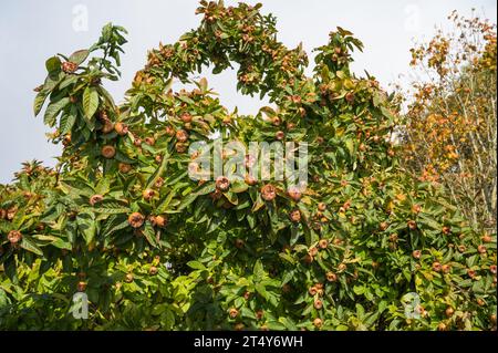 Medlar tree in early autumn laden with fruit. England, UK Stock Photo
