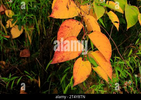 Japanese knotweed Reynoutria japonica, Autumn, Wales. Stock Photo