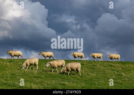 Deichspaziergang Stock Photo