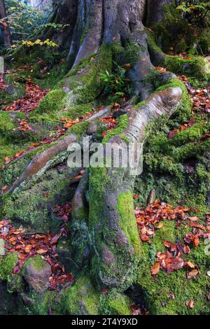 Autumn in Dimmingsdale, Staffordshire, England Stock Photo